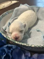 Blue, a male Maltese for sale in Jacksonville, FL – 2 of 10
