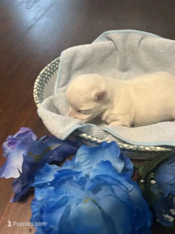 Blue – Maltese puppy for sale in Jacksonville, FL