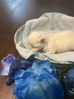 Blue, a male Maltese for sale in Jacksonville, FL – 1 of 10