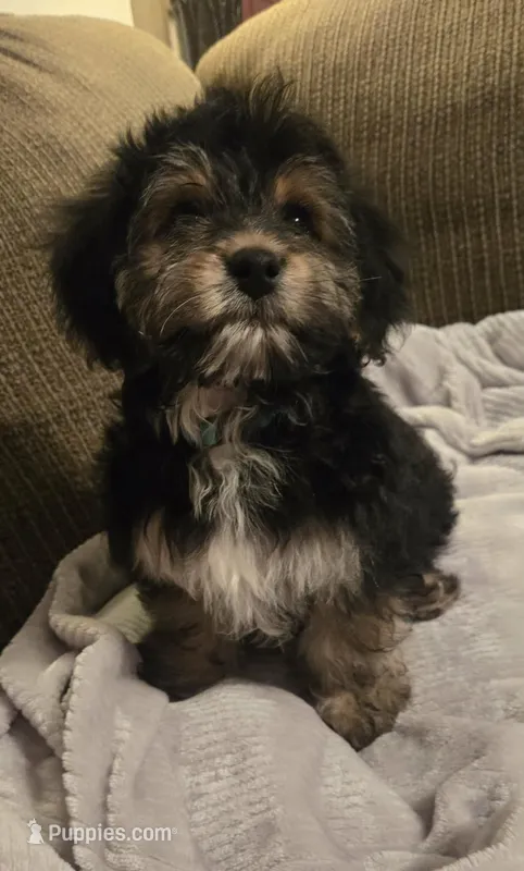 Benett – Cavapoo, Miniature Bernedoodle puppy for sale in Orem, UT