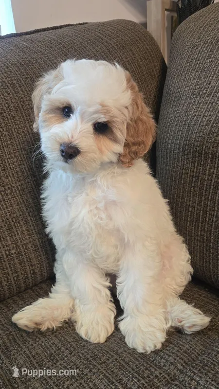 Spot – Miniature Bernedoodle puppy for sale in Orem, UT