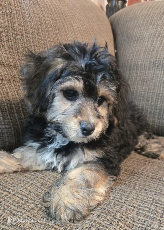 Benett – Cavapoo, Miniature Bernedoodle puppy for sale in Orem, UT