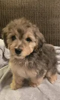 Duke, a male Cavapoo and Miniature Bernedoodle for sale in Orem, UT – Photo 1 of 2