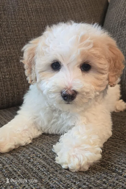 Patches – Miniature Bernedoodle puppy for sale in Orem, UT