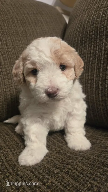 Patches – Miniature Bernedoodle puppy for sale in Orem, UT