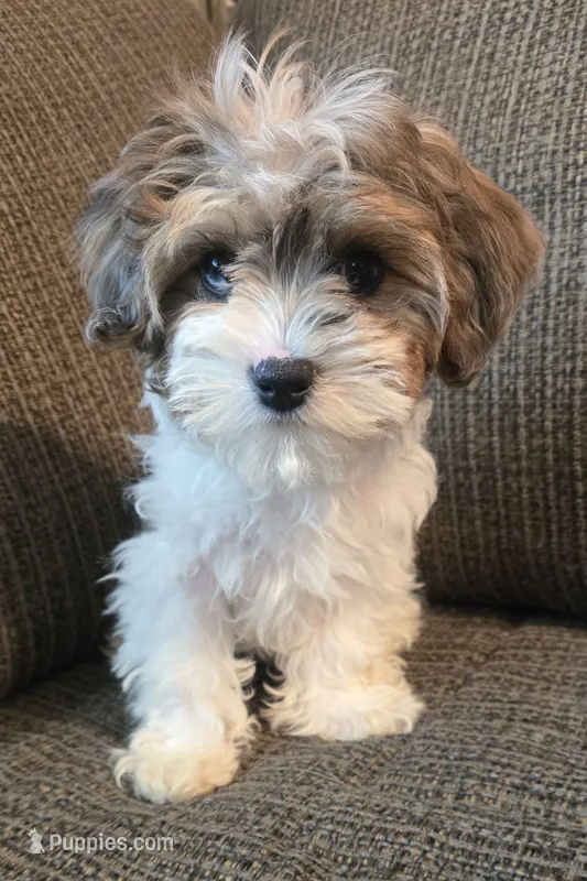 Champ – Cavapoo, Miniature Bernedoodle puppy for sale in Orem, UT