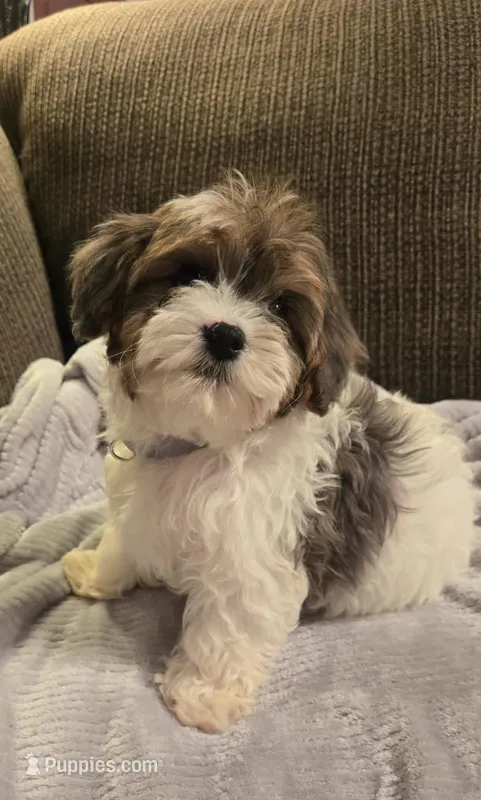 Champ – Cavapoo, Miniature Bernedoodle puppy for sale in Orem, UT