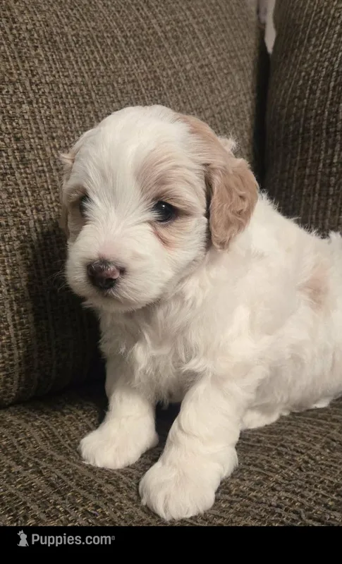 Spot – Miniature Bernedoodle puppy for sale in Orem, UT