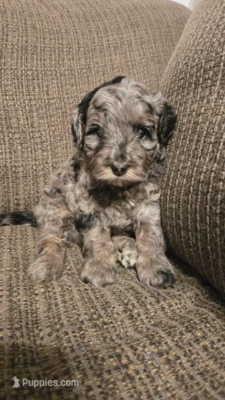 Pancho – Miniature Bernedoodle puppy for sale in Orem, UT