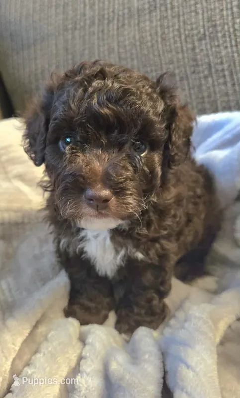 Hershey – Cockapoo puppy for sale in Orem, UT