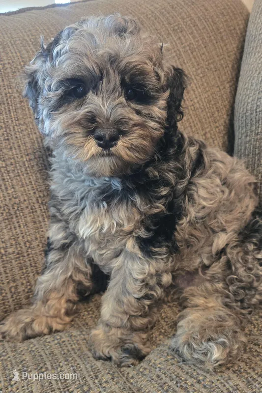 Pancho – Miniature Bernedoodle puppy for sale in Orem, UT