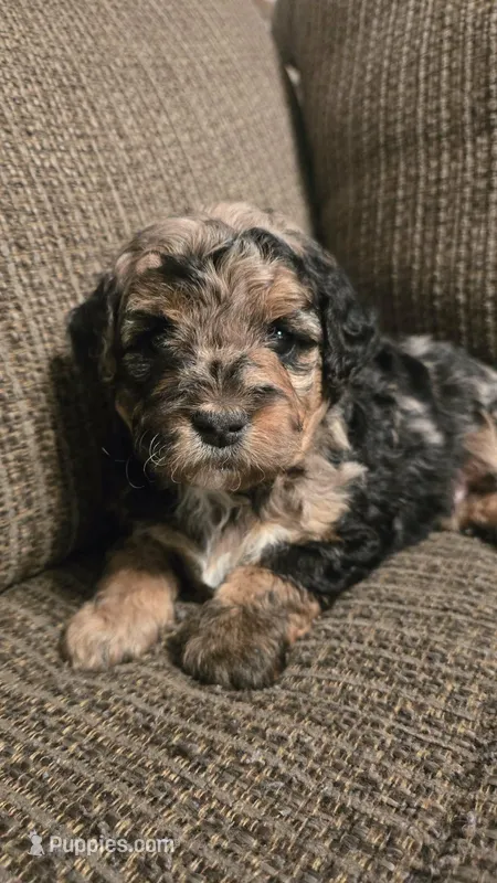 Apache – Miniature Bernedoodle puppy on hold in Orem, UT