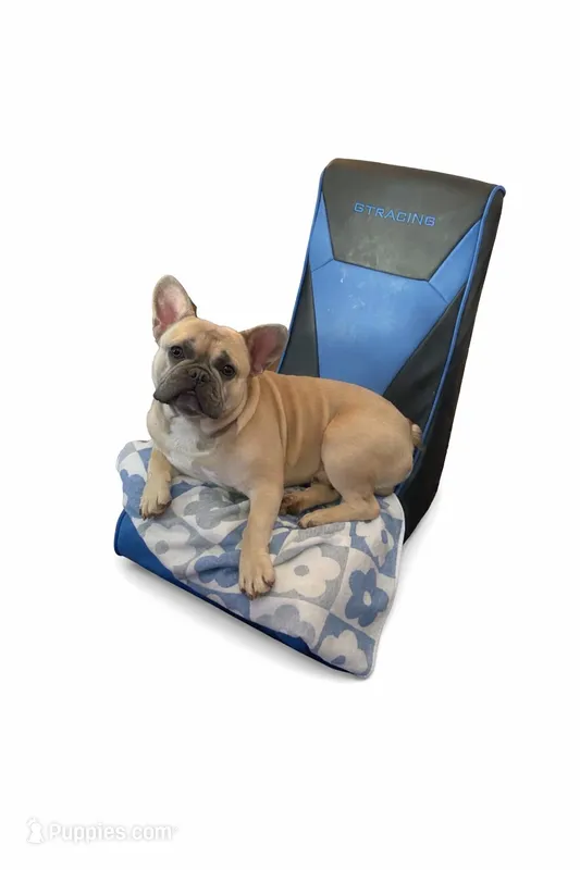 Leonard  – French Bulldog puppy for sale in Knoxville, TN