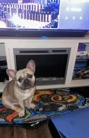 Leonard , a male French Bulldog for sale in Knoxville, TN – Photo 2 of 4