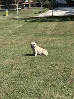 Leonard , a male French Bulldog for sale in Knoxville, TN – Photo 4 of 4