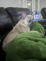 Leonard , a male French Bulldog for sale in Knoxville, TN – Photo 3 of 4