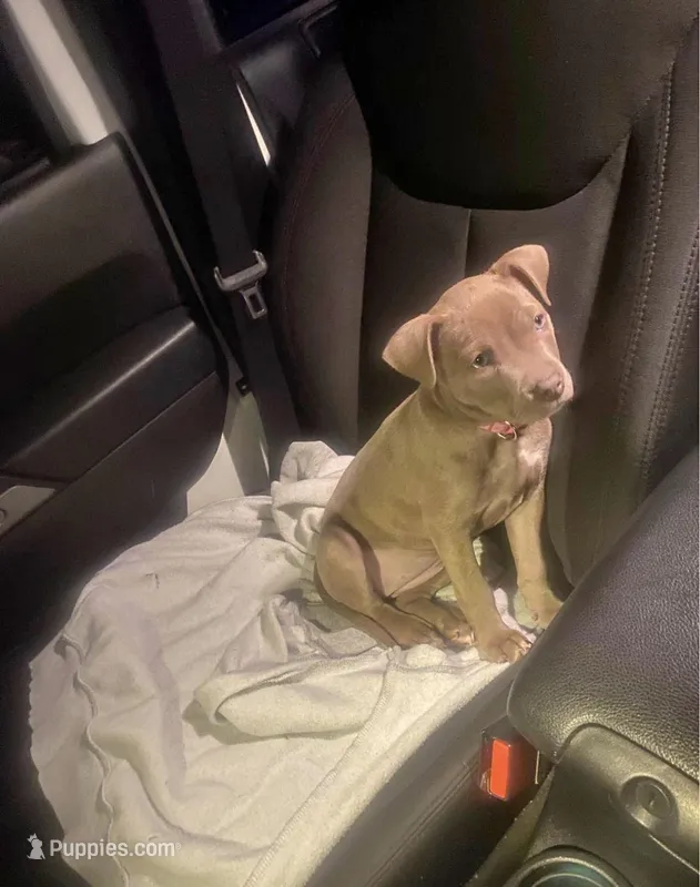 Peaches – American Pit Bull Terrier puppy for sale in Graham, NC
