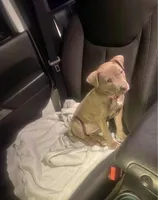 Peaches, a female American Pit Bull Terrier for sale in Graham, NC – 1 of 3