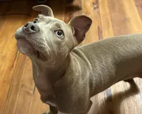 Peaches, a female American Pit Bull Terrier for sale in Graham, NC – 2 of 3