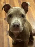 Peaches, a female American Pit Bull Terrier for sale in Graham, NC – 3 of 3