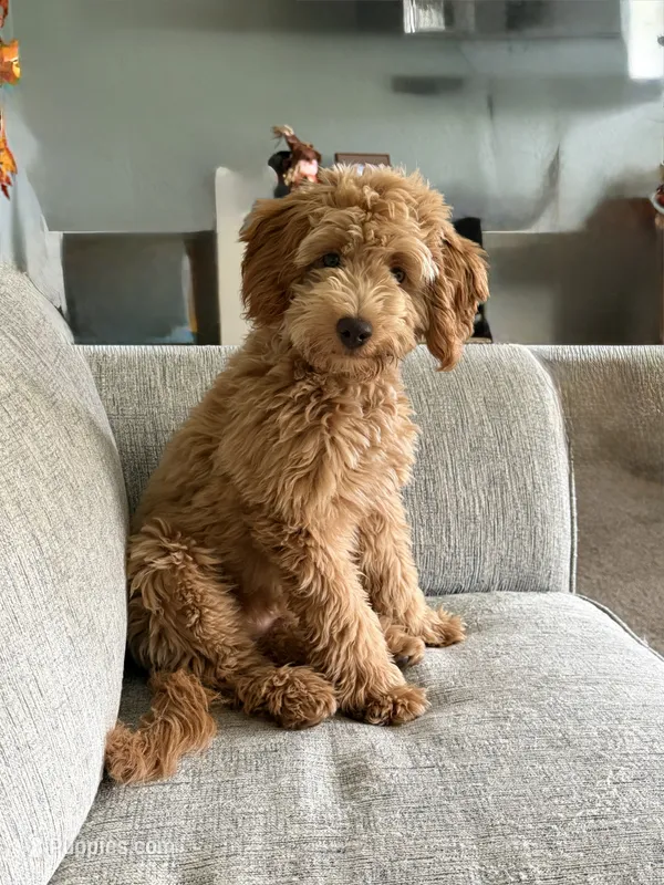 Luna – Goldendoodle puppy for sale in Pittsburgh, PA