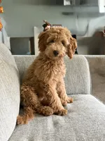 Luna, a female Goldendoodle for sale in Pittsburgh, PA – 1 of 2