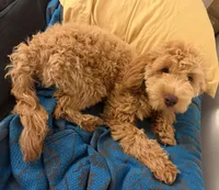 Luna, a female Goldendoodle for sale in Pittsburgh, PA – 2 of 2