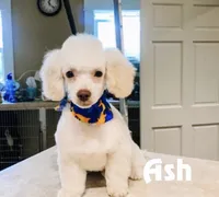Starling - Micro Mini F1b, a female Miniature Aussiedoodle for sale in Columbia City, IN – 4 of 4