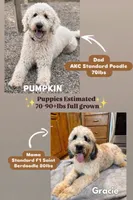 George - standard f1b, a male Saint Berdoodle for sale in Columbia City, IN – 3 of 3