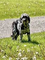 Mickey - F1b, a male Goldendoodle for sale in Columbia City, IN – 2 of 4