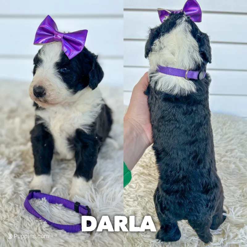 Darla - standard f1b – Aussiedoodle puppy for sale in Columbia City, IN