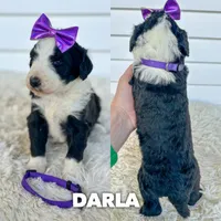 Darla - standard f1b, a female Aussiedoodle for sale in Columbia City, IN – 1 of 3