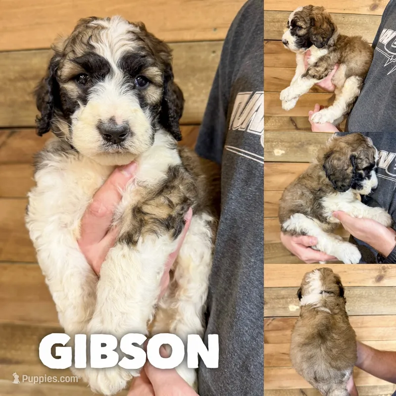 Gibson - standard f1b – Saint Berdoodle puppy for sale in Columbia City, IN