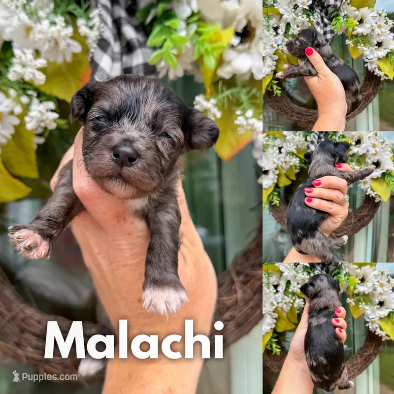 Malachi, a male Chinese Crested and Poodle - Toy  for sale in Columbia City, IN – 1 of 3