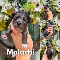 Malachi, a male Chinese Crested and Poodle - Toy  for sale in Columbia City, IN – 1 of 3