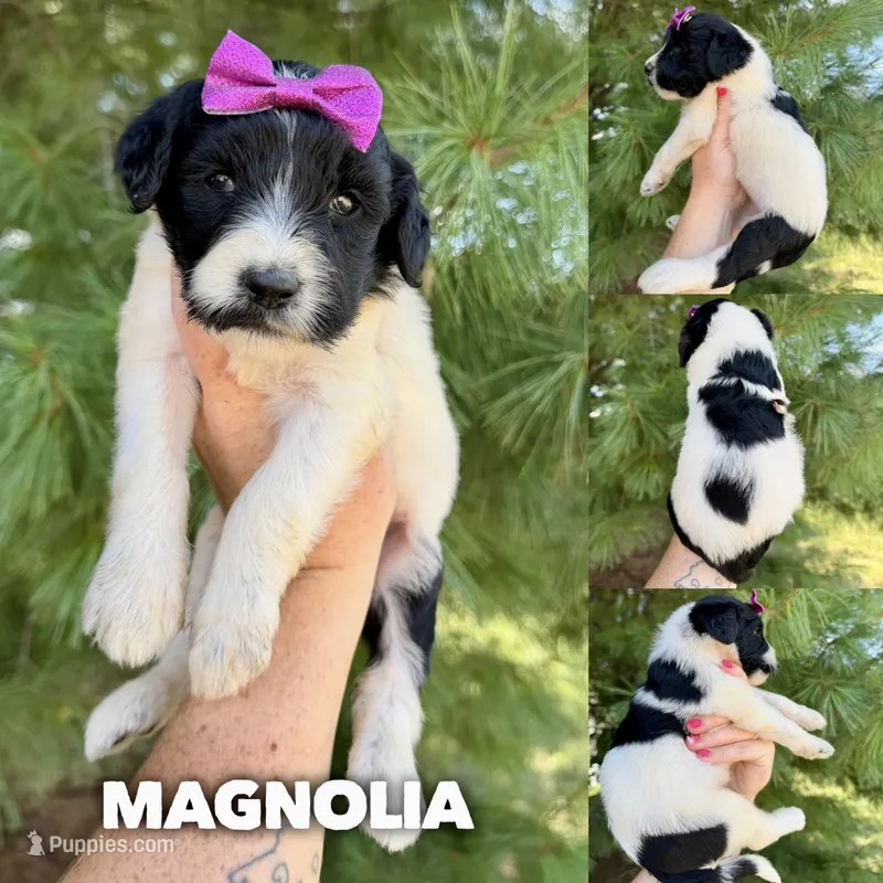 Magnolia - Standard F1b – Goldendoodle puppy for sale in Columbia City, IN