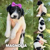 Magnolia - Standard F1b, a female Goldendoodle for sale in Columbia City, IN – 1 of 3