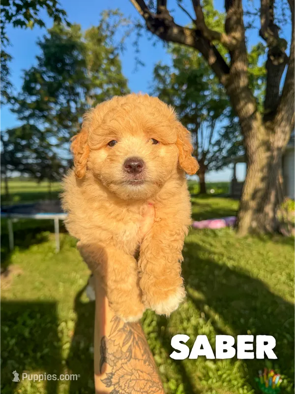 Saber - Micro Mini F1b – Miniature Aussiedoodle puppy for sale in Columbia City, IN