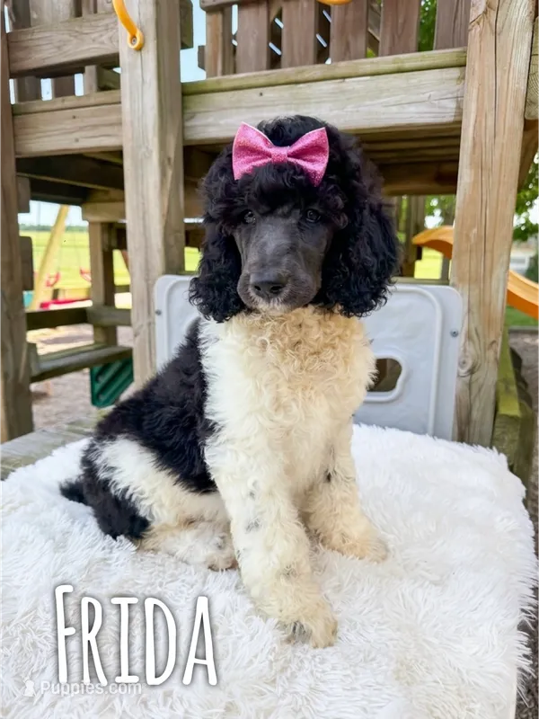 Frida - AKC – Poodle - Standard  puppy for sale in Columbia City, IN