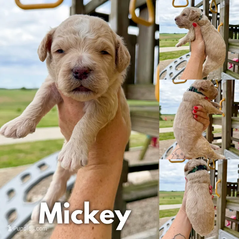 Mickey - F1b – Goldendoodle puppy for sale in Columbia City, IN