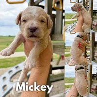 Mickey - F1b, a male Goldendoodle for sale in Columbia City, IN – 1 of 4