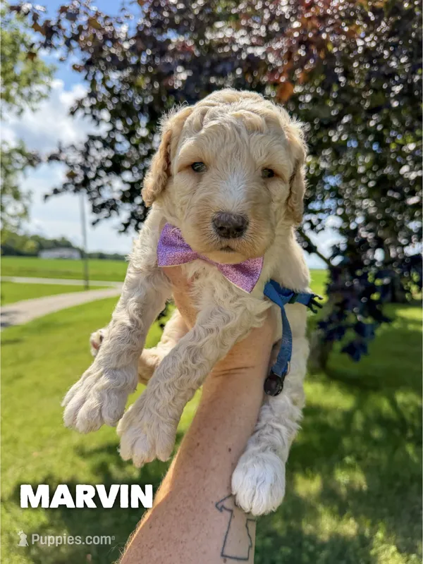 Marvin - F1b – Goldendoodle puppy for sale in Columbia City, IN
