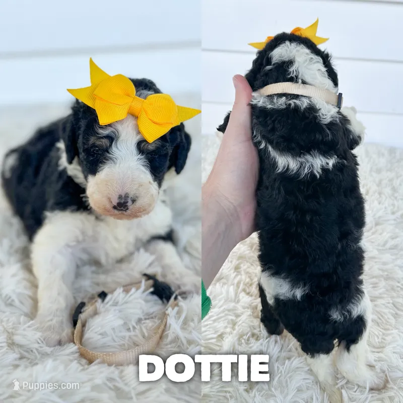 Dottie - standard f1b – Aussiedoodle puppy for sale in Columbia City, IN