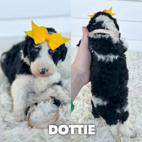 Dottie - standard f1b, a female Aussiedoodle for sale in Columbia City, IN – 1 of 3