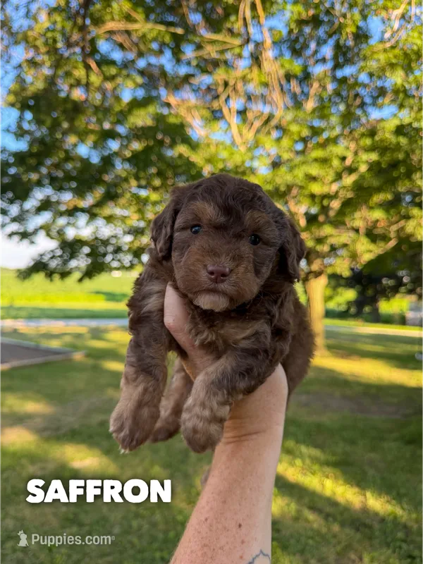 Saffron - Micro Mini F1b – Miniature Aussiedoodle puppy for sale in Columbia City, IN