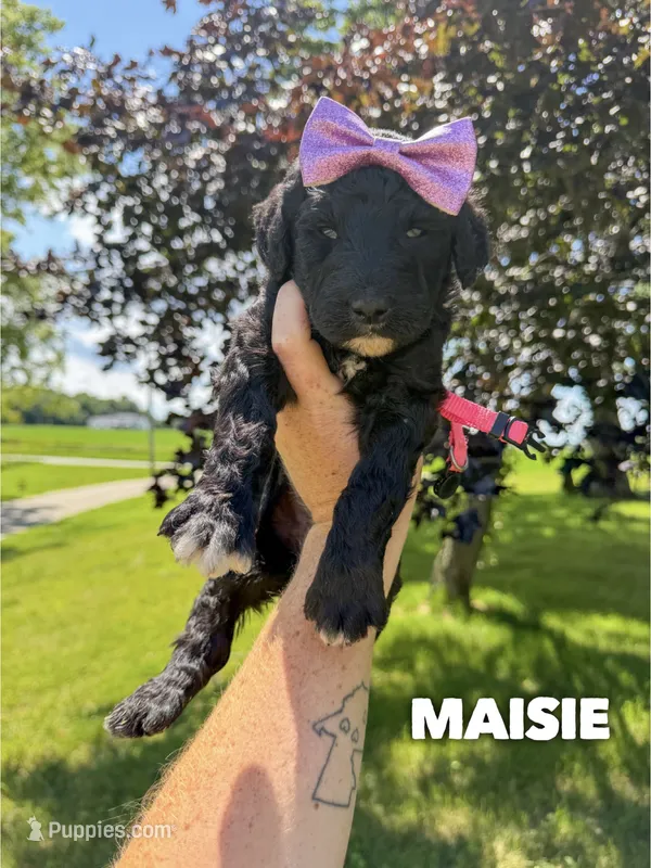 Maisie - F1b – Goldendoodle puppy for sale in Columbia City, IN