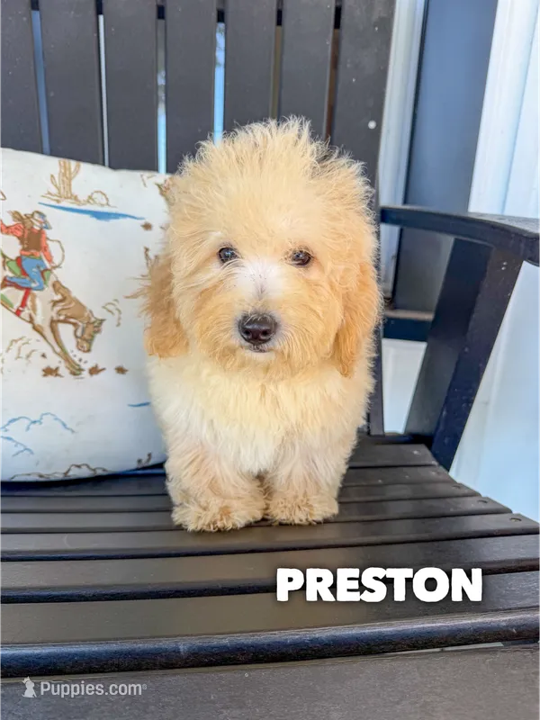 Preston - Micro Mini F1b – Miniature Goldendoodle puppy for sale in Columbia City, IN