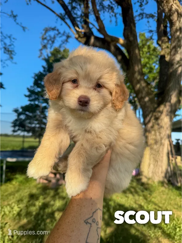 Scout - Micro Mini F1b – Miniature Aussiedoodle puppy for sale in Columbia City, IN
