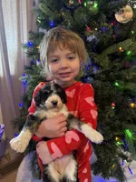 Lane - standard F1b, a male Aussiedoodle for sale in Columbia City, IN – Photo 4 of 9