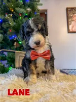 Lane - standard F1b, a male Aussiedoodle for sale in Columbia City, IN – Photo 2 of 9